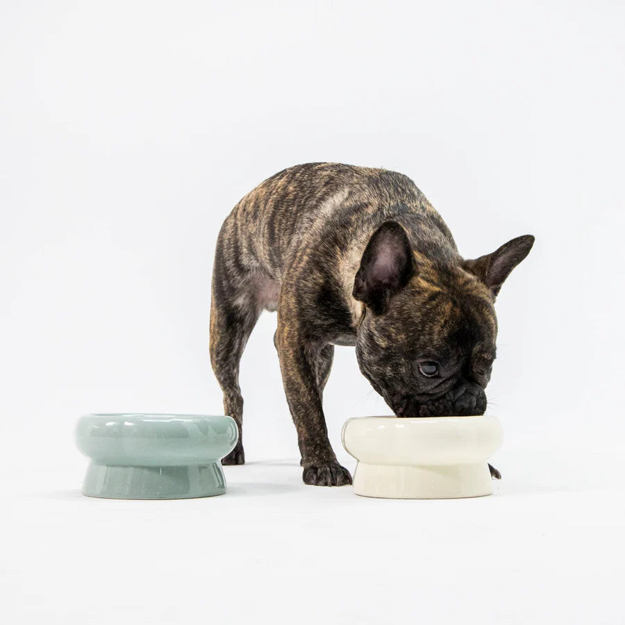 セラミック製犬用フードボウル お待たせしました！人気のセラミックフードボウル再入荷！ – Dr