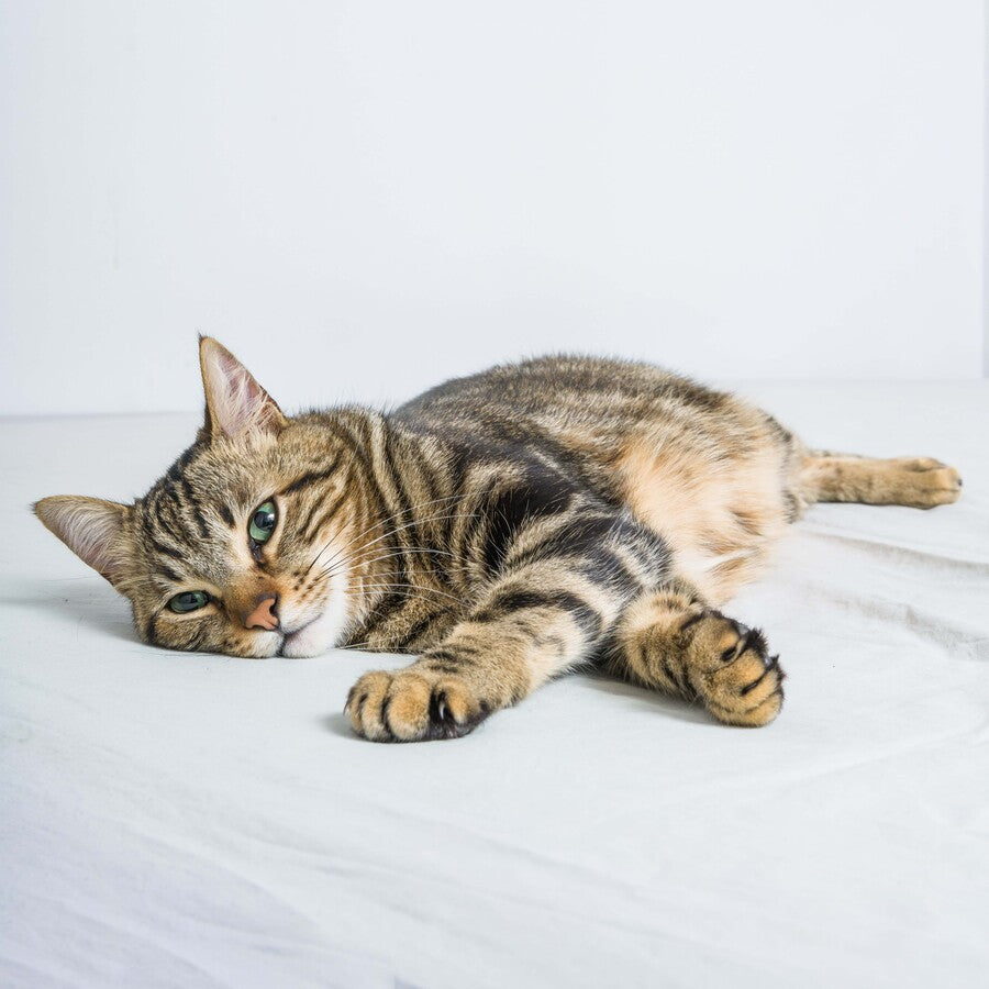 猫の肥満の原因と対策