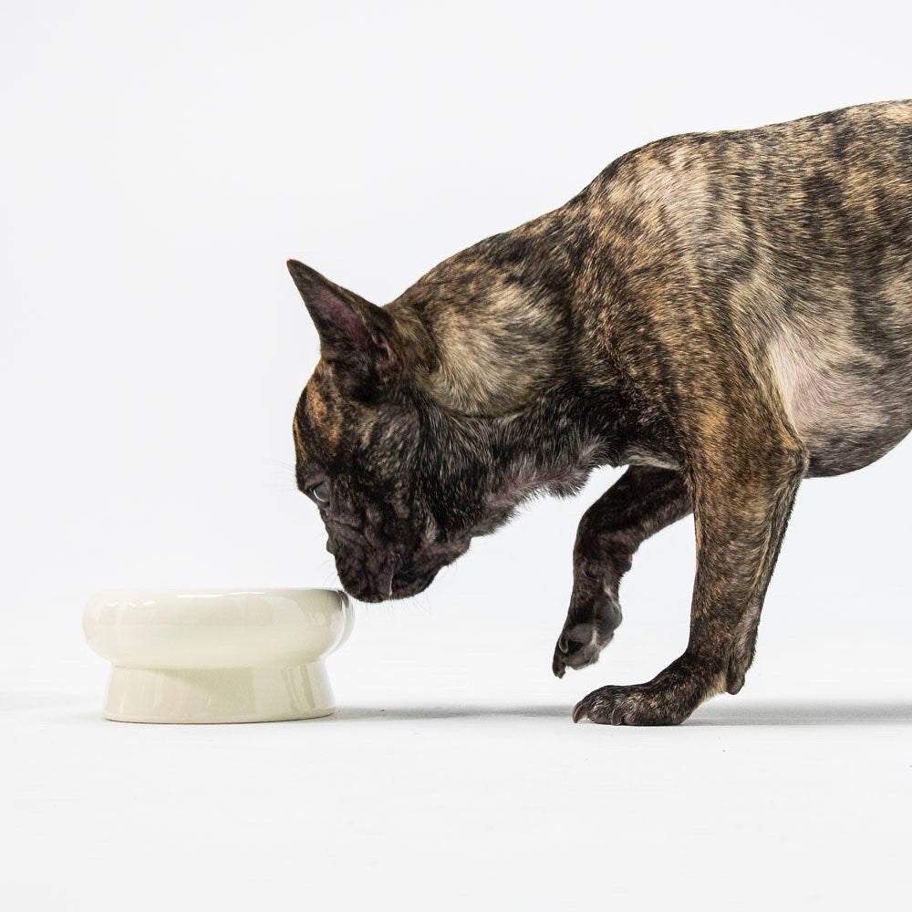 犬猫用食器2種類再入荷のお知らせ