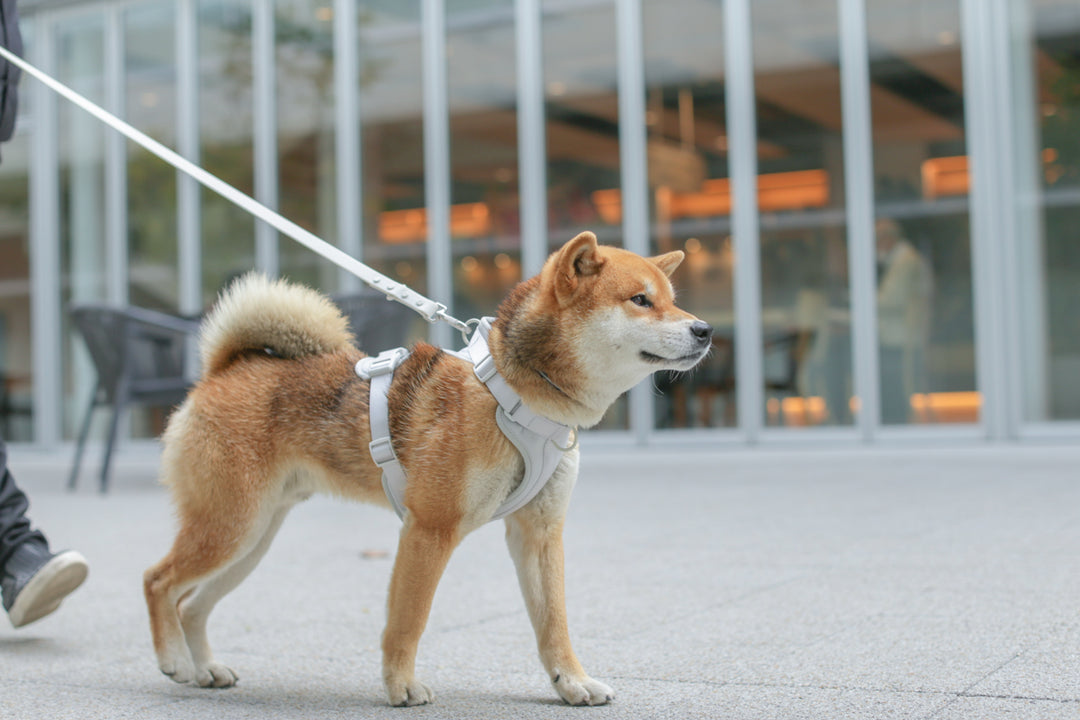 【期間延長】Air Harness がお得に購入できるセット割引