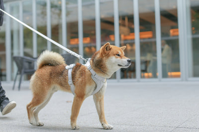 【期間延長】Air Harness がお得に購入できるセット割引