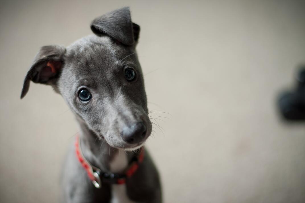 犬猫の殺処分０のために私たちにできること