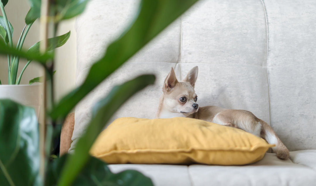 おしゃれな犬猫用品新着情報