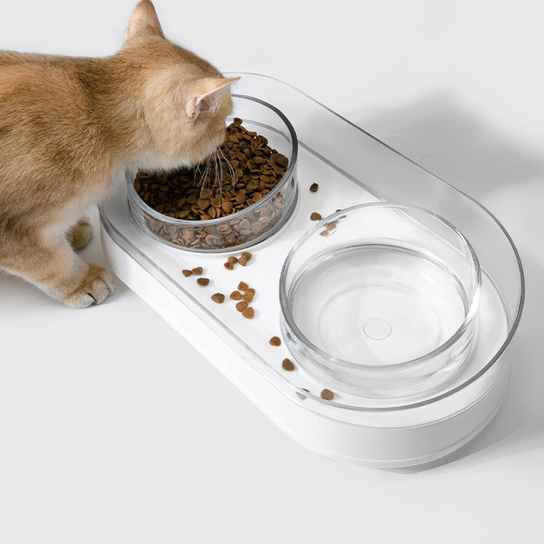 猫が食器でご飯を食べる様子
