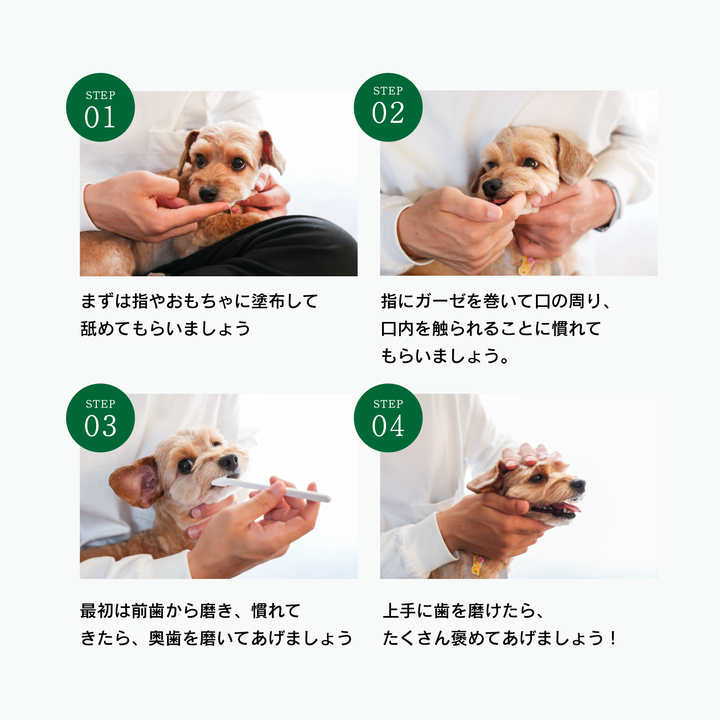 犬の正しい歯磨きの仕方